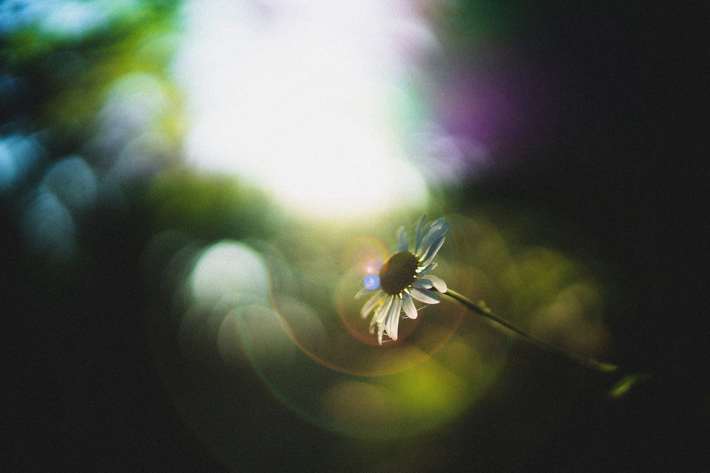 Connecting to Mother Earth Guide Experience
